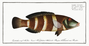Brown Comber