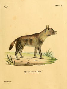 Brown Hyena