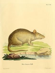 Brown Rat