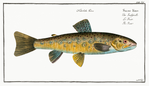 Brown River Trout