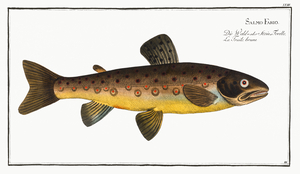 Brown River Trout 2