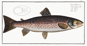 Brown Trout