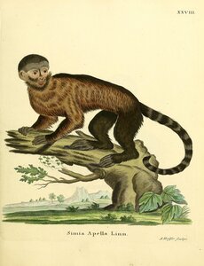 Brown Tufted Capuchin