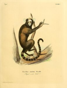 Buffy Tufted Marmoset