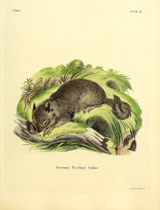 California Ground Squirrel