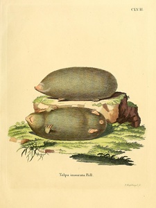 Cape Golden Mole