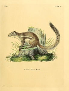 Cape Ground Squirrel