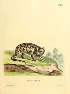 Cape Large Spotted Genet