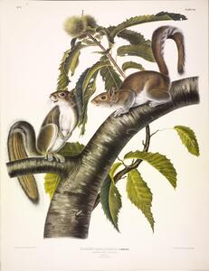 Carolina Grey Squirrel