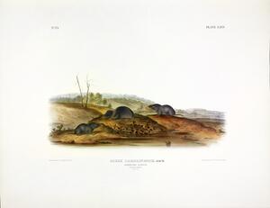 Carolina Shrew