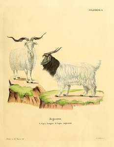 Cashmere Goat  Angora Goat