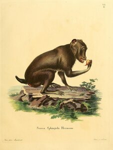 Chacma Cape Baboon