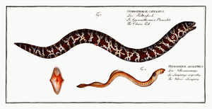 Chain Moray Eel
