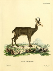 Chamois 2