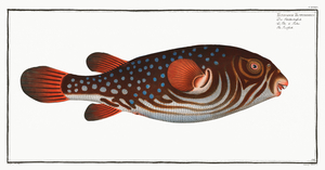 Checkered Puffer