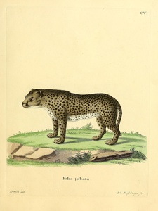 Cheetah
