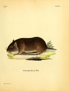 Chilean Rock Rat