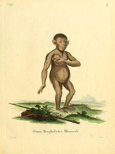 Chimpanzee
