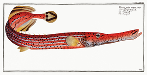 Chinese Trumpetfish