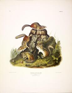 Chipmunk