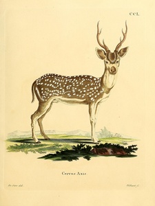 Chital Spotted Axis Deer