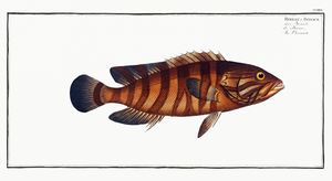 Chocolate Hind Rockcod