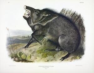 Collared Peccary