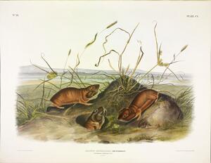 Columbia Pouched Rat