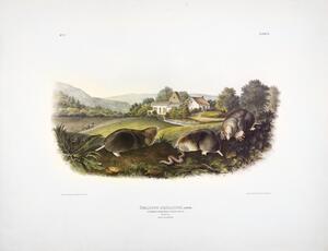 Common American Shrew Mole