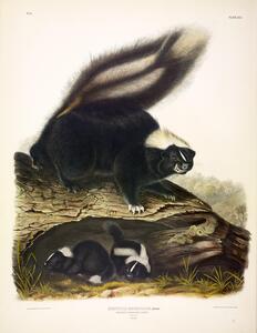 Common American Skunk