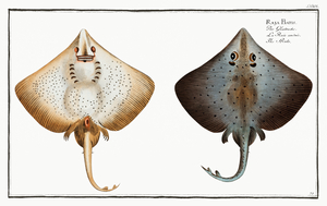 Common Blue Skate