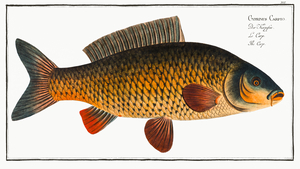 Common Carp