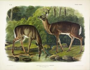 Common Deer