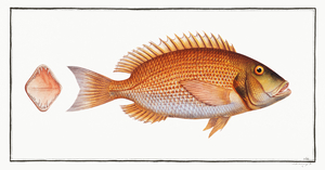 Common Dentex