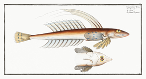 Common Dragonet