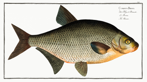 Common Freshwater Bream