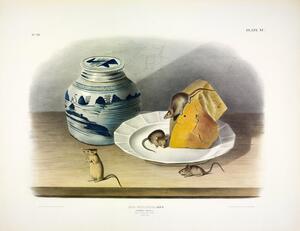Common Mouse
