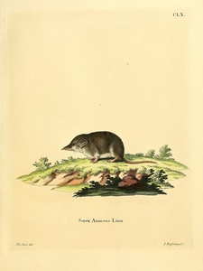 Common Shrew