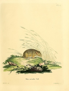 Common Vole