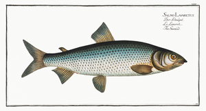 Common Whitefish
