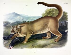 Cougar
