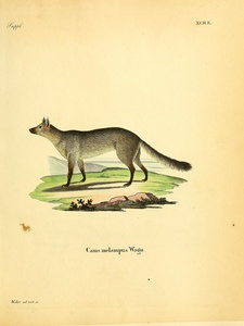 Crab Eating Fox
