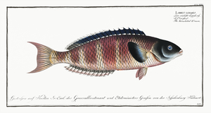 Crescent Moon Wrasse