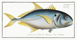 Crevalle Jack