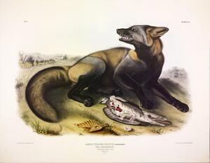 Cross Fox