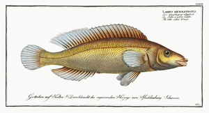 Cuckoo Wrasse 2