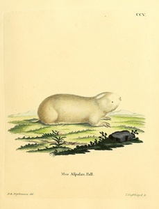 Daurian pika 2