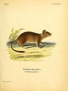 Degu