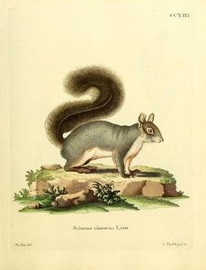 Delmarva Fox Squirrel