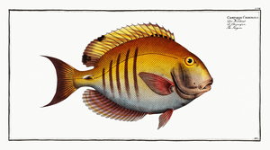 Doctorfish Tang